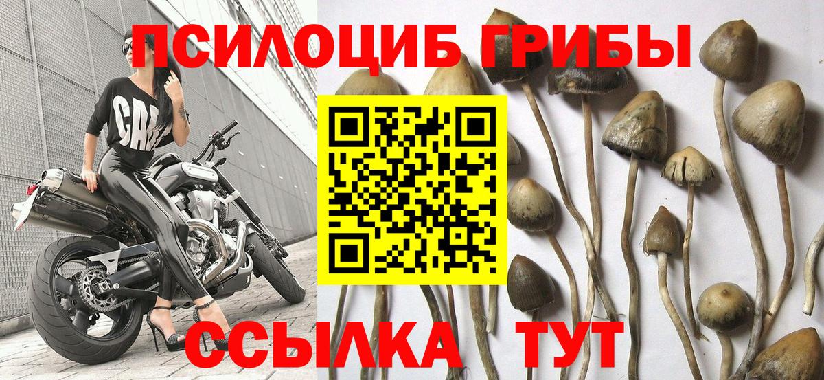 магазин  наркотиков  Псилоцибиновые грибы Magic Shrooms  Псилоцибиновые грибы Psilocybine cubensis  Вход с VPN  Озёрск 
